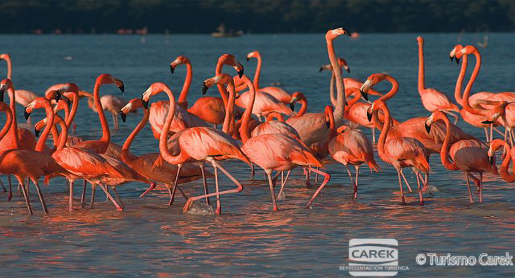 Tour Merida Celestun