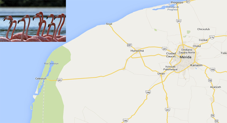 Como llegar a Celestun