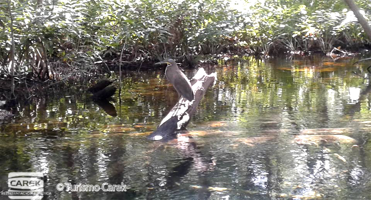 Paseos en Lancha Celestun