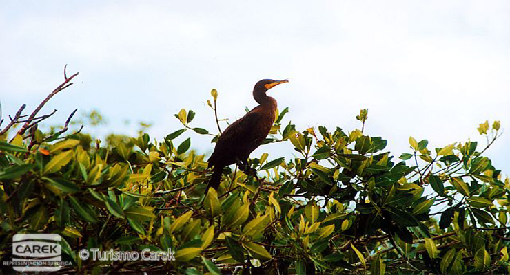 Excursiones a Celestun Desde Merida